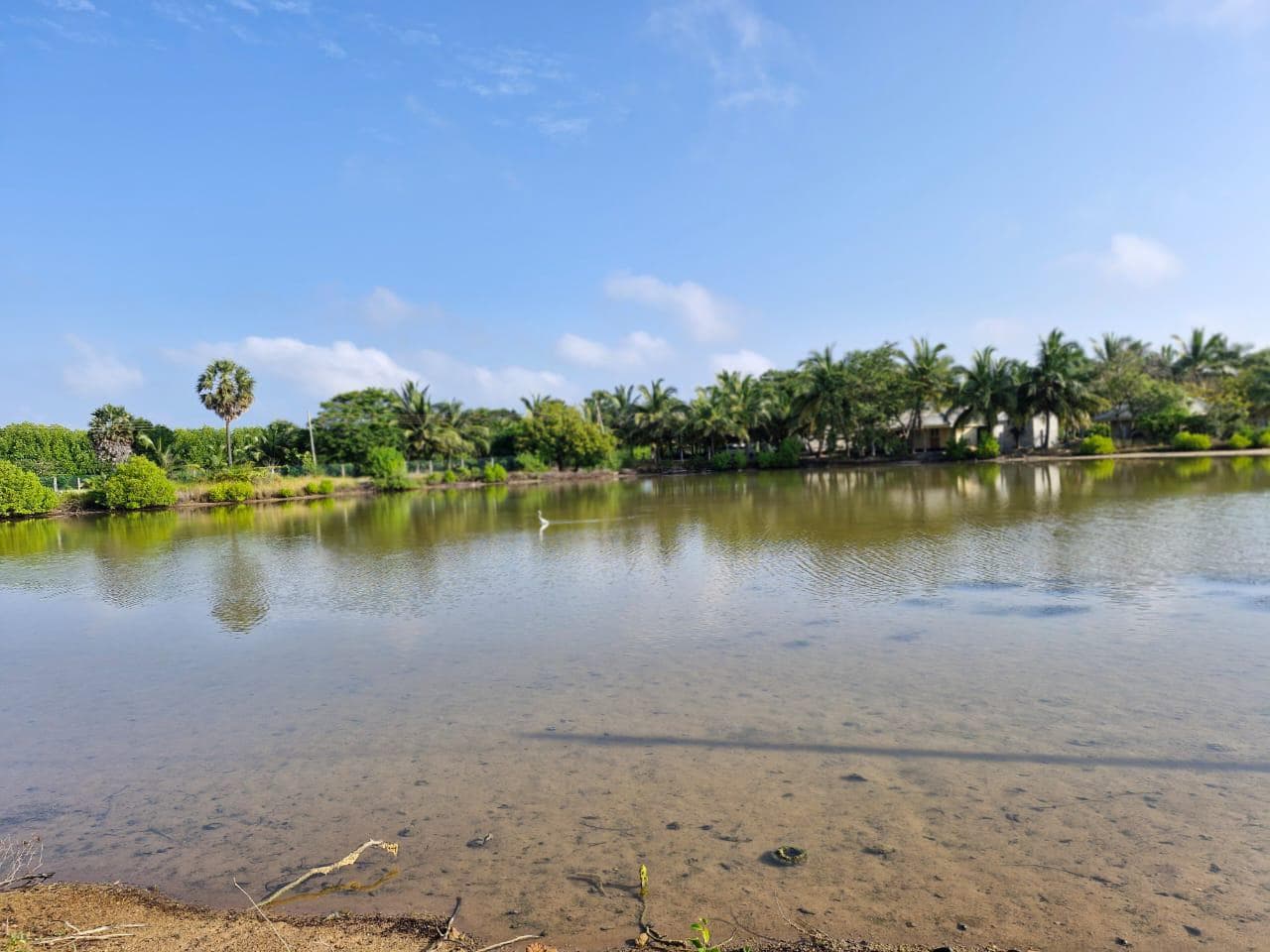 Lagoon, palms and an egret under blue sky