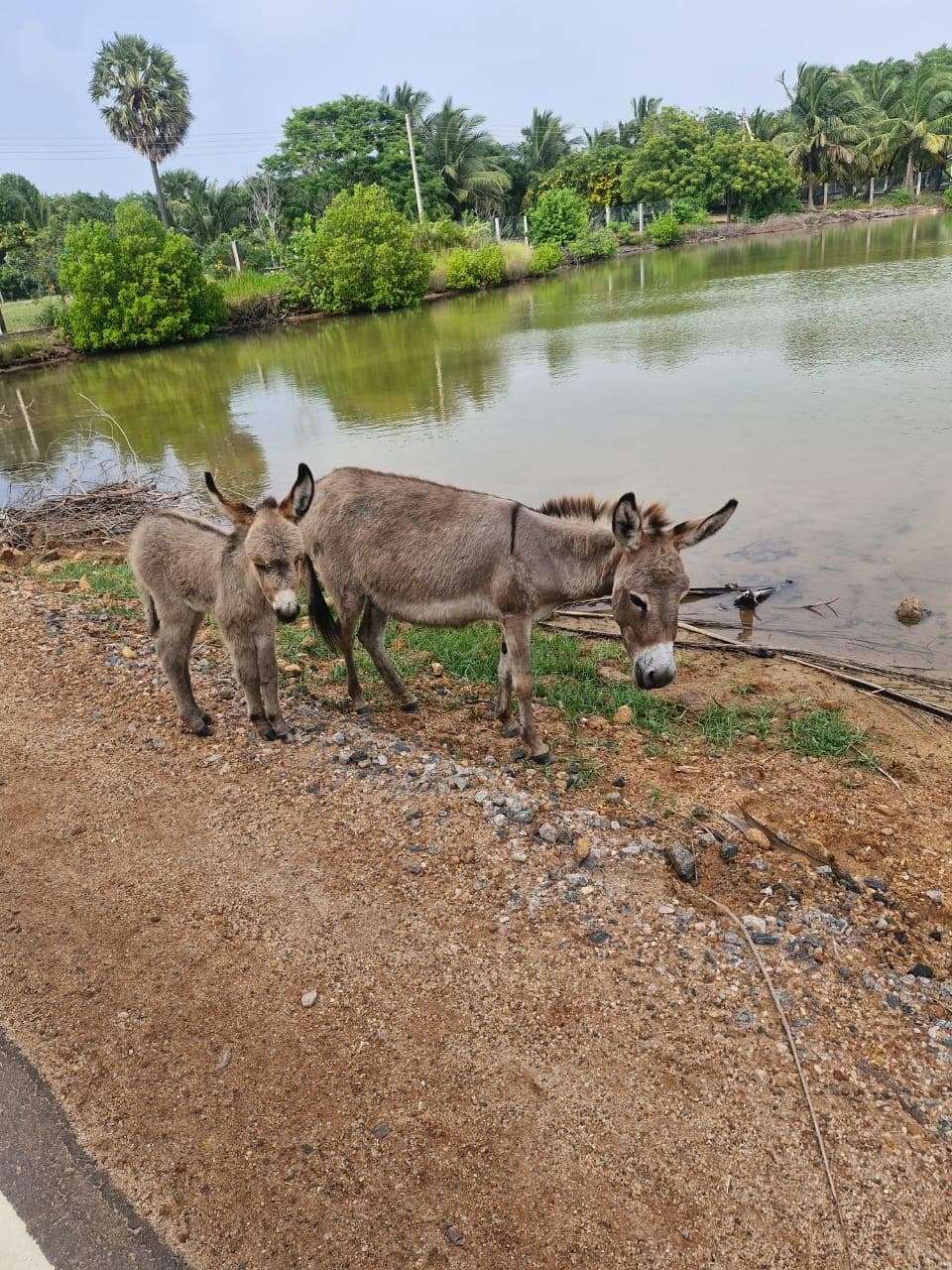 Donkey Foal Lagoon Roadside
