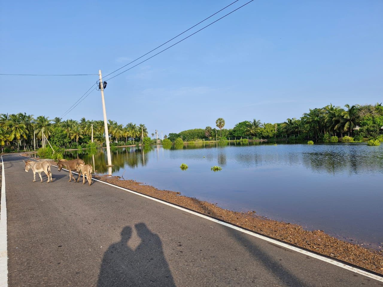 Donkeys Roadside Lagoon Palms