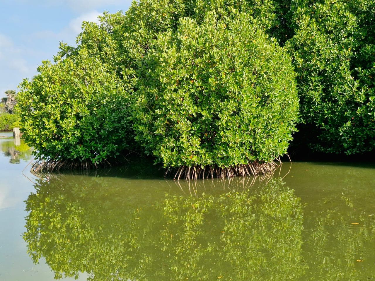 Mangrove Trees Water Reflection