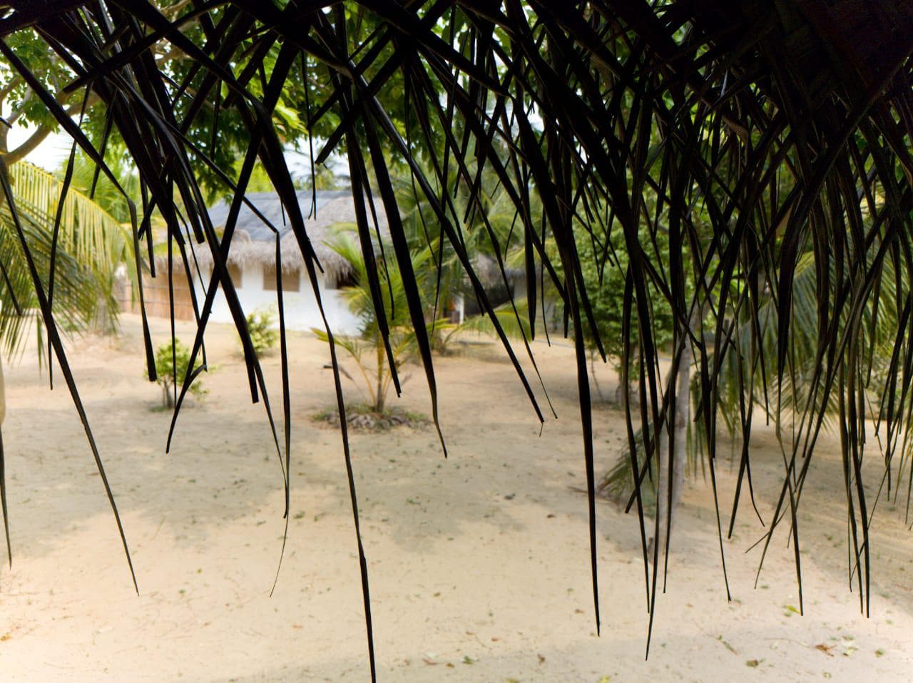 Palm Fronds Silhouette Thatched Bungalow