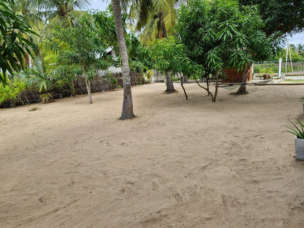 Sandy Grounds Palms Trees Hammock