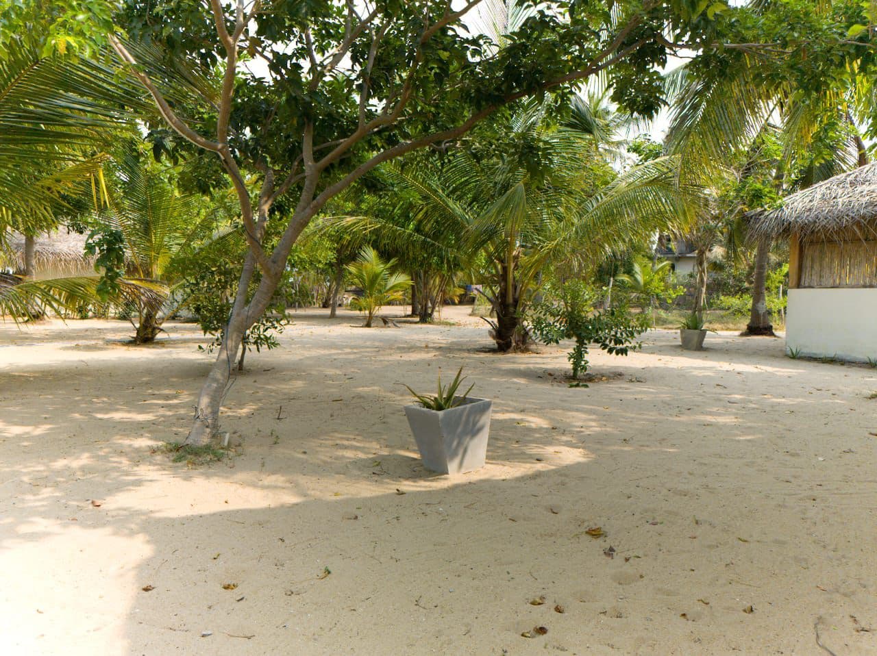 Sandy Resort Grounds Trees Planter
