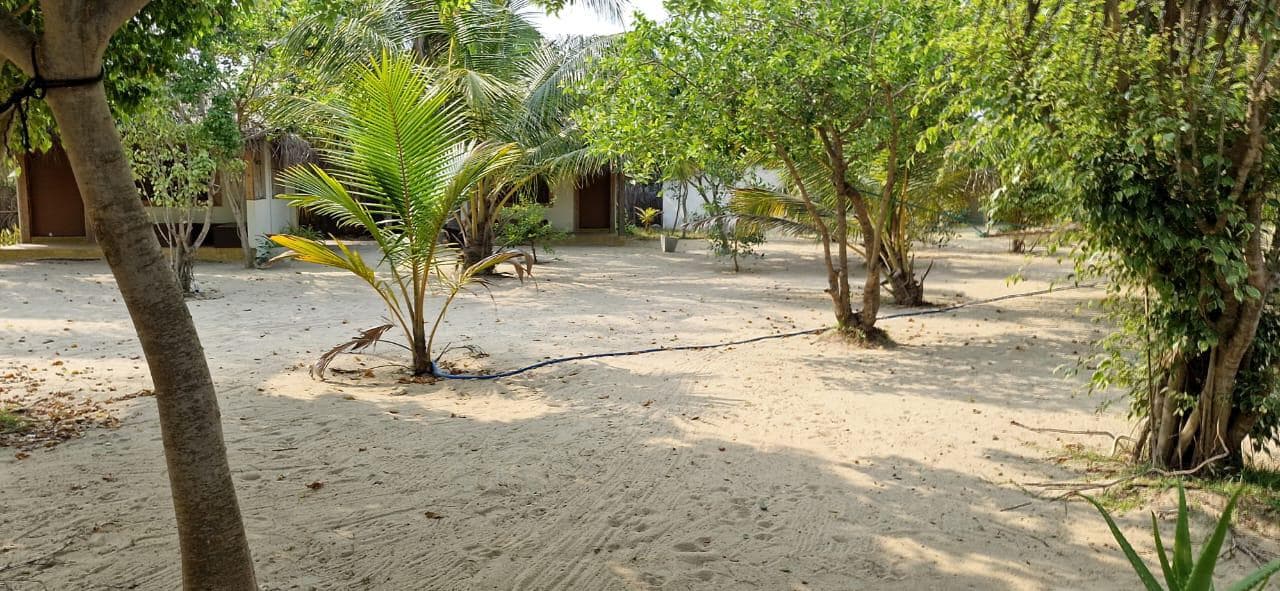 Sandy Resort Grounds Young Palms