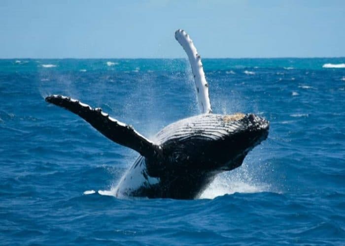 Sperm Whale Watching Sri Lanka Kalpitiya