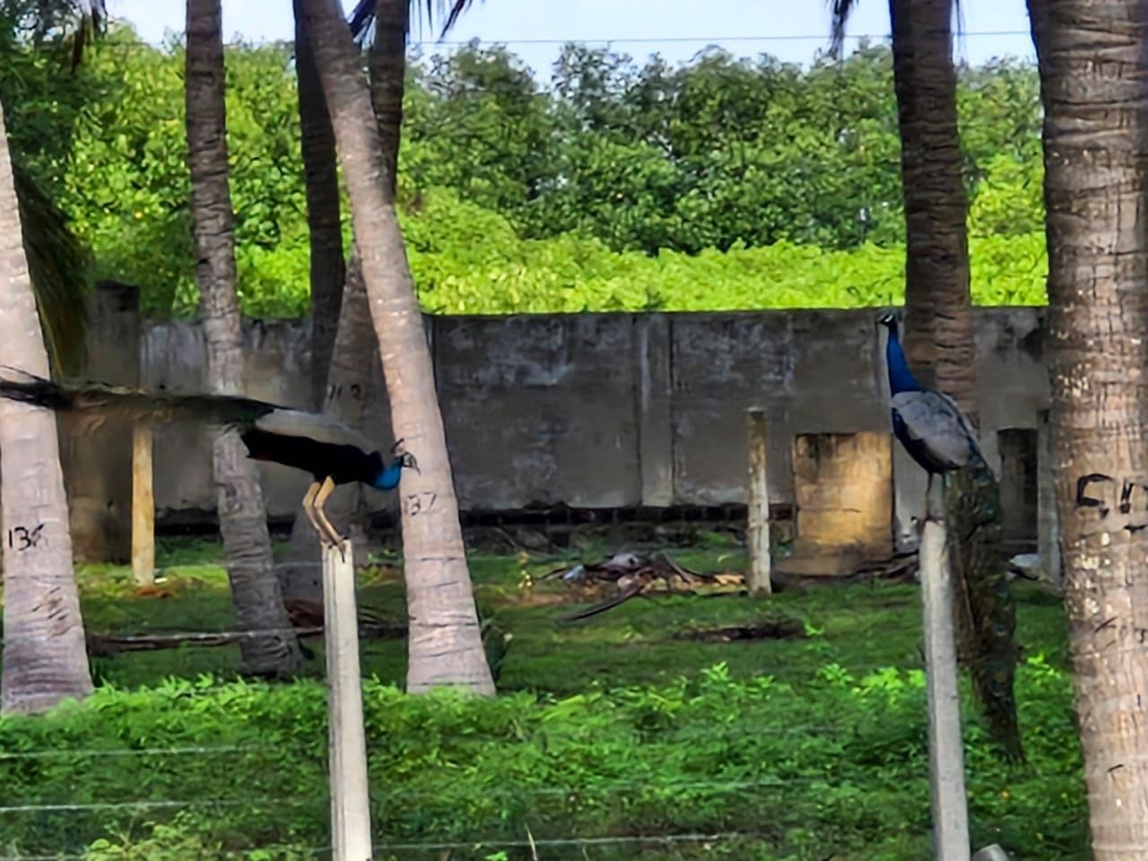 Two Peacocks Fence Posts Palms