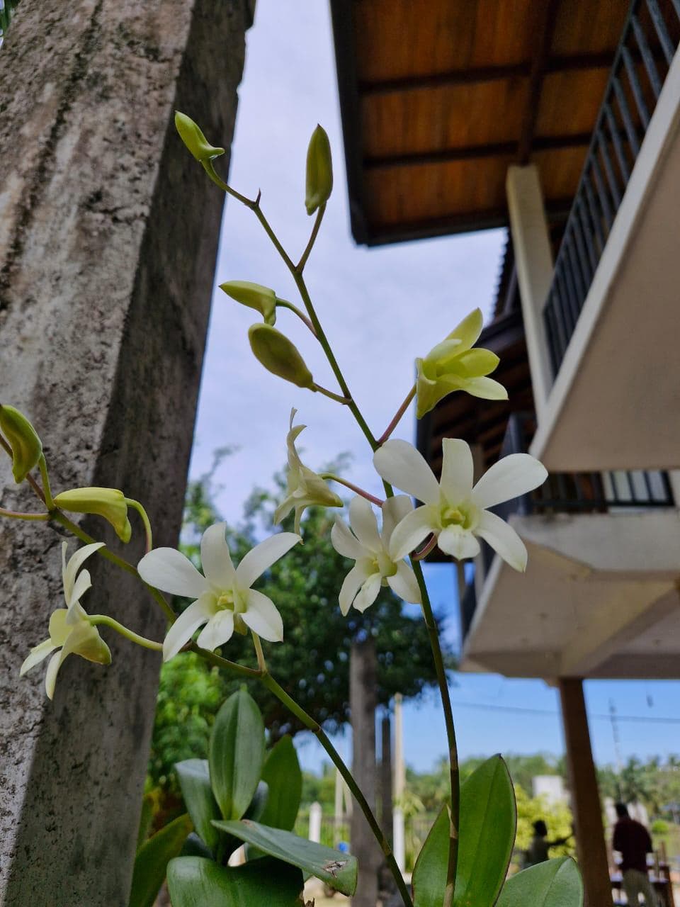 White Orchid Flowers Guesthouse