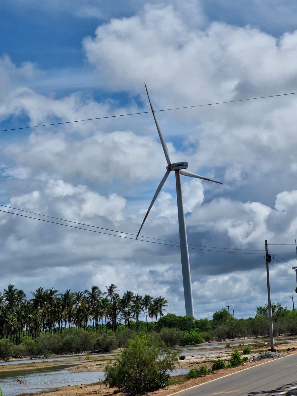 Wind Turbine Roadside Palms