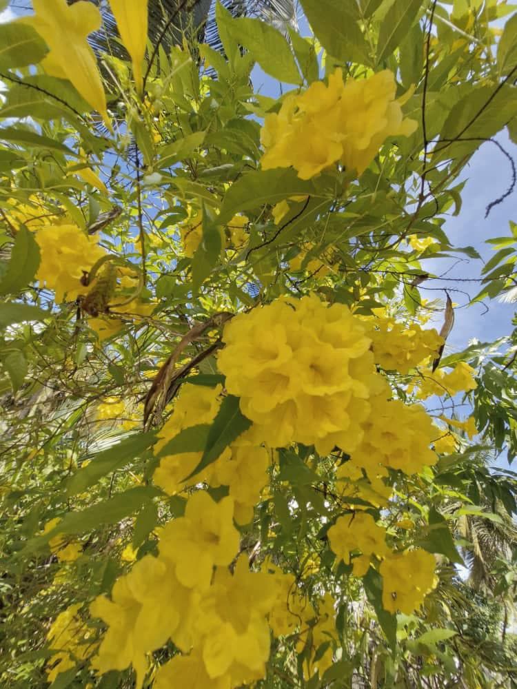 Yellow Trumpet Flowers Blue Sky